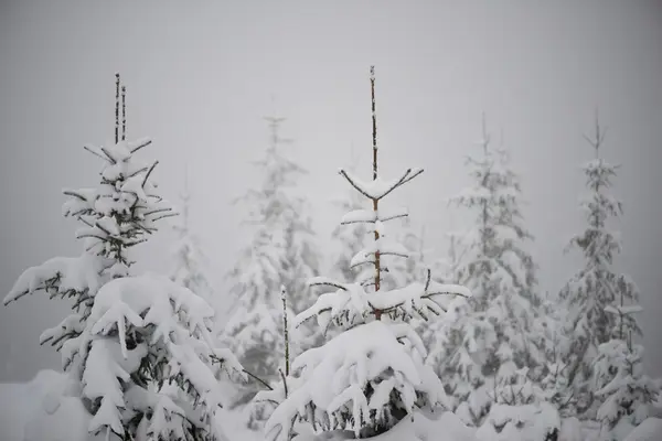 Pinheiros Abeto Perene Natal Natureza Cobertos Com Neve Fresca Geada — Fotografia de Stock