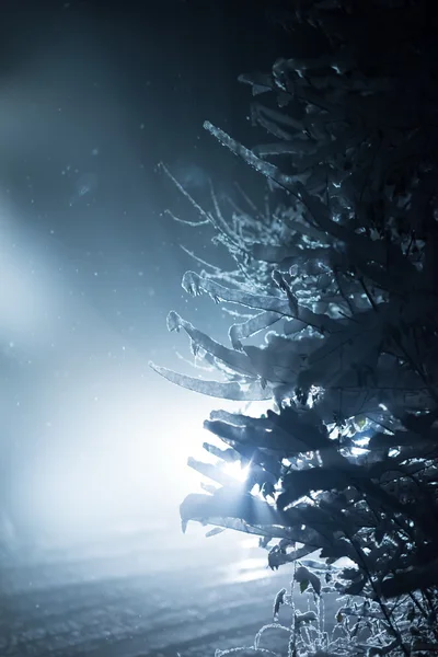 冬の夜に雪に覆われた木レンズフレアで覆われたバックライト — ストック写真