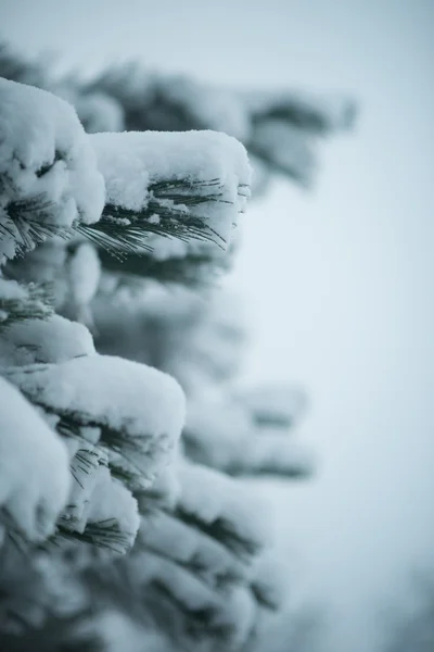 Pinheiros perenes de natal cobertos de neve fresca — Fotografia de Stock