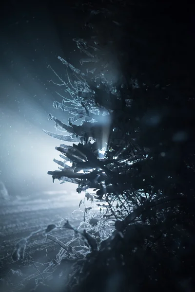 Árvore Coberta Com Neve Fresca Noite Inverno Luz Traseira Com — Fotografia de Stock