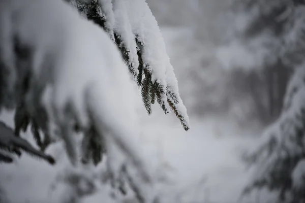 Pinheiros perenes de natal cobertos de neve fresca — Fotografia de Stock