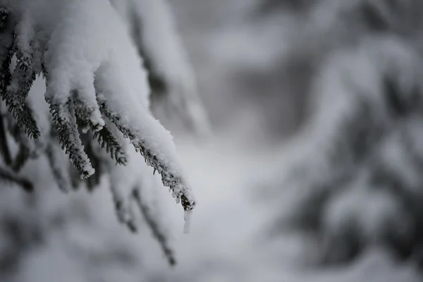 Jul vintergrön tall täckt med nysnö — Stockfoto