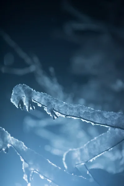 冬夜盖着新雪的树 镜片耀斑 — 图库照片