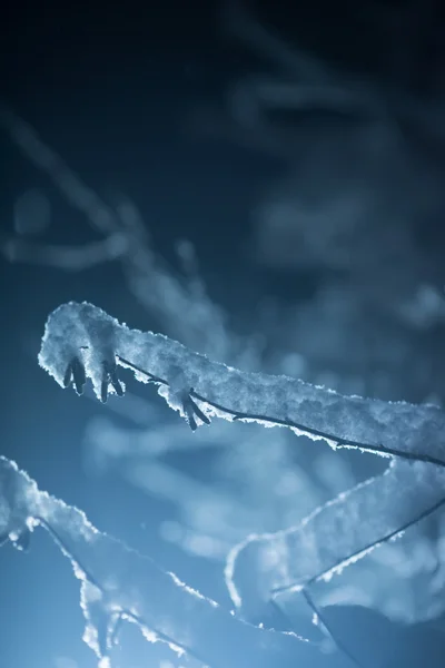 Árbol Cubierto Nieve Fresca Noche Invierno Contraluz Con Destello Lente — Foto de Stock