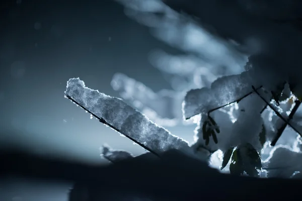 Árbol cubierto de nieve fresca en la noche de invierno — Foto de Stock