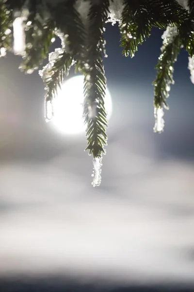 Boom Bedekt Met Verse Sneeuw Winternacht Achtergrondlicht Met Lensvlam — Stockfoto