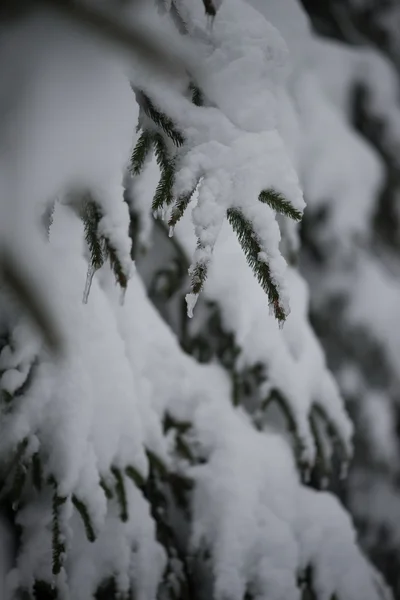 Pinheiros perenes de natal cobertos de neve fresca — Fotografia de Stock