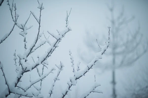 Sapins sempervirents de Noël couverts de neige fraîche — Photo