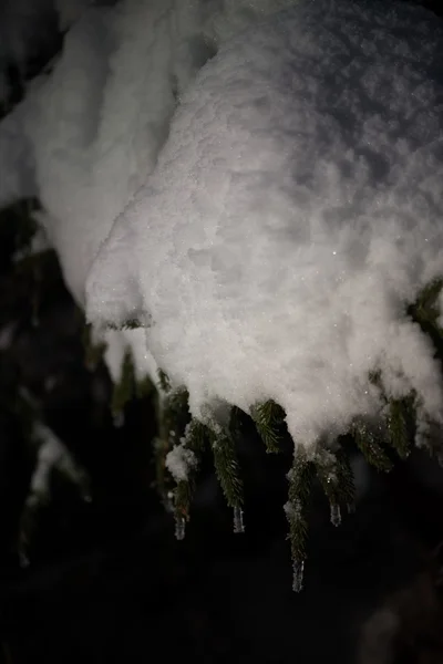 Árbol cubierto de nieve fresca en la noche de invierno —  Fotos de Stock