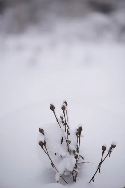 Pino sempreverde di Natale ricoperto di neve fresca — Foto Stock