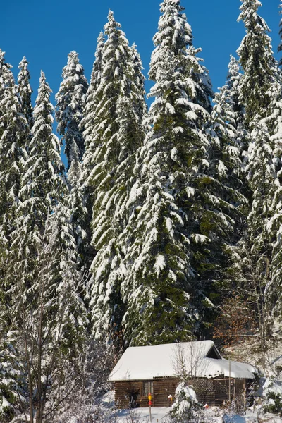 Piccola cabina coperta di neve fresca — Foto Stock