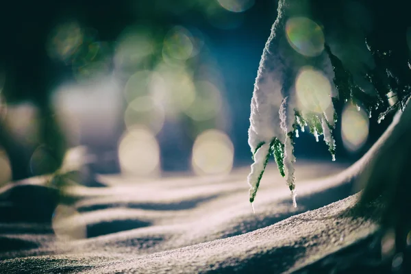 Albero Coperto Neve Fresca Durante Notte Inverno Retroilluminazione Con Bagliore — Foto Stock