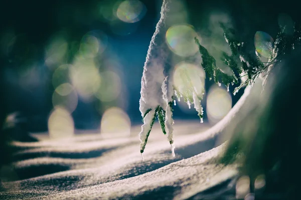 Tree Covered Fresh Snow Winter Night Back Light Lens Flare — Stock Photo, Image