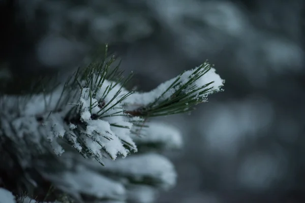 Christmas evergreen pine tree covered with fresh snow — Stock Photo, Image