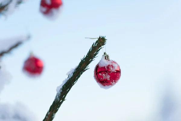 Boules de Noël sur pin — Photo