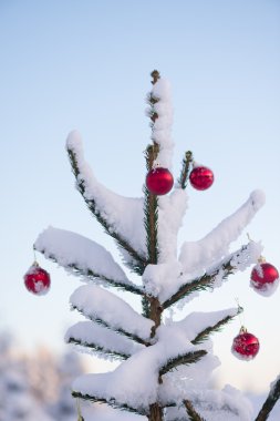 çam ağacı Noel topları