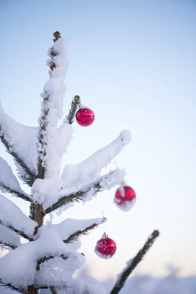 Boules de Noël sur pin — Photo