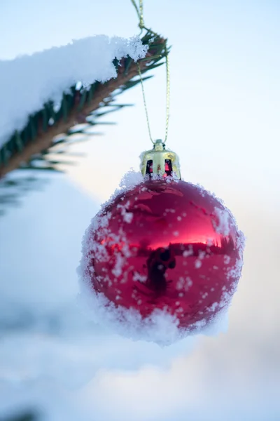 Christmas ball on pine tree — Stock Photo, Image