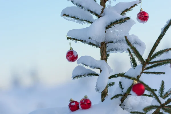 Boules de Noël sur pin — Photo