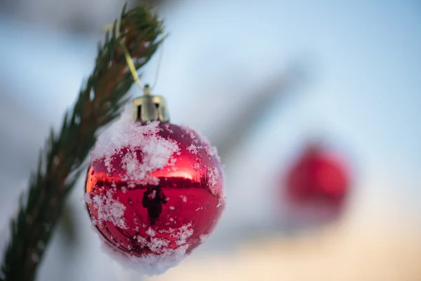 Boules de Noël sur pin — Photo