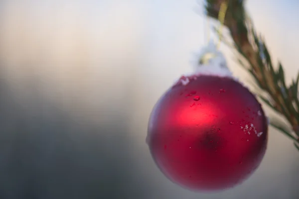 Різдвяний м'яч на сосновому дереві — стокове фото