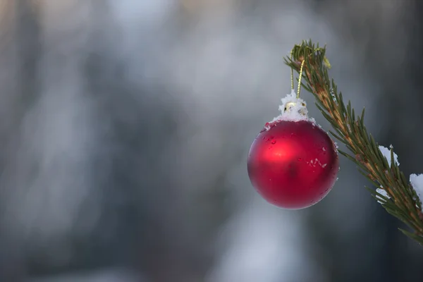 Kerst bal op naaldboom — Stockfoto