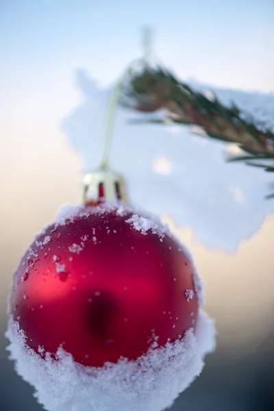 Boule de Noël sur pin — Photo