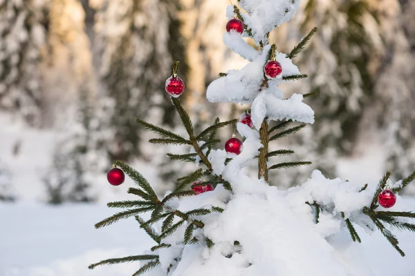 Bolas de Natal no pinheiro — Fotografia de Stock