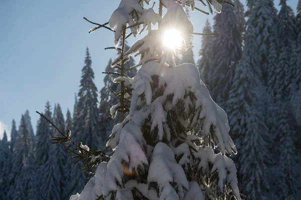 Pijnbomen bos achtergrond bedekt met verse sneeuw — Stockfoto