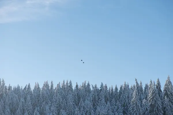 Pijnbomen bos achtergrond bedekt met verse sneeuw — Stockfoto