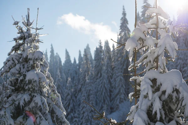 Сосновый лес, покрытый свежим снегом — стоковое фото