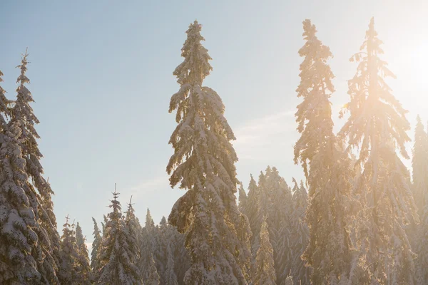 Kiefern Wald Hintergrund mit Neuschnee bedeckt — Stockfoto