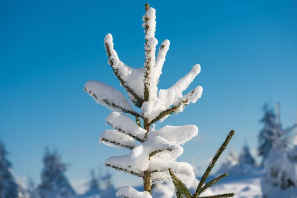 Πεύκο δέντρο δάσος φόντο που καλύπτεται με φρέσκο χιόνι — Φωτογραφία Αρχείου