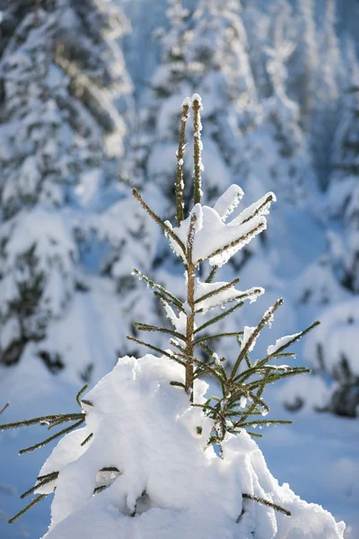 Pine tree bos achtergrond bedekt met verse sneeuw — Stockfoto