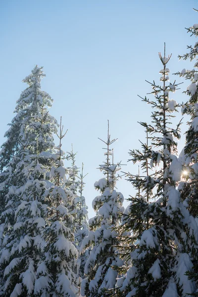 Kiefern Wald Hintergrund mit Neuschnee bedeckt — Stockfoto