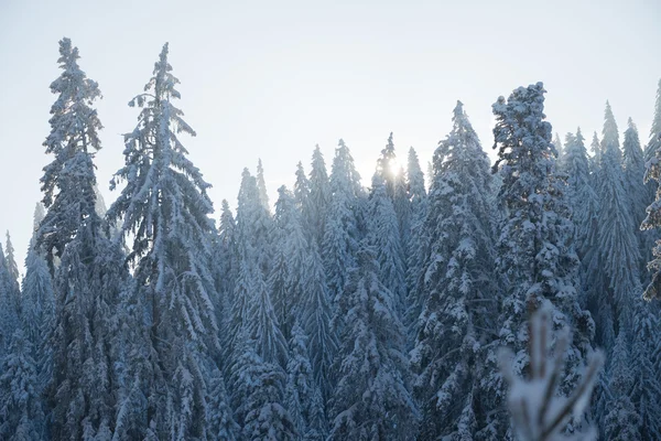 Pino foresta fondo coperto di neve fresca — Foto Stock