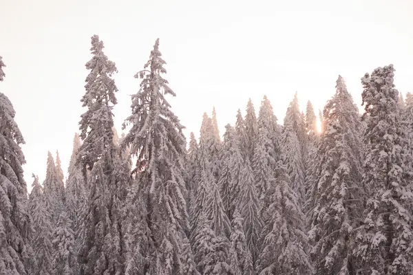 Pine trees forest background covered with fresh snow — Stock Photo, Image