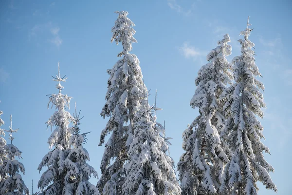 Pijnbomen bos achtergrond bedekt met verse sneeuw — Stockfoto