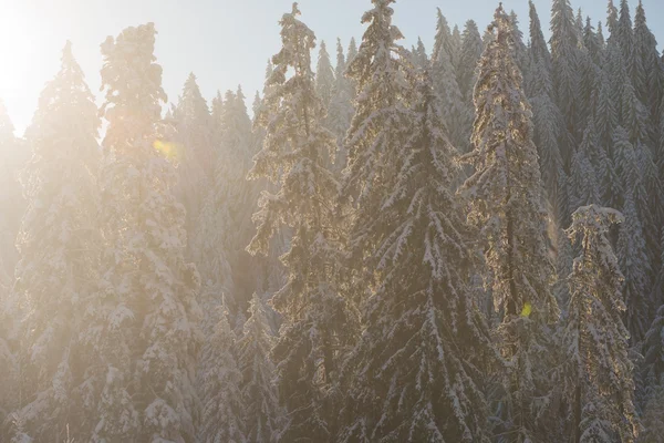 Pinheiros floresta fundo coberto com neve fresca — Fotografia de Stock