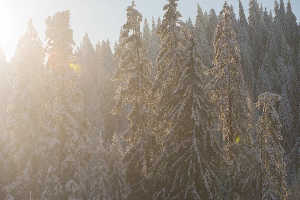 Pijnbomen bos achtergrond bedekt met verse sneeuw — Stockfoto