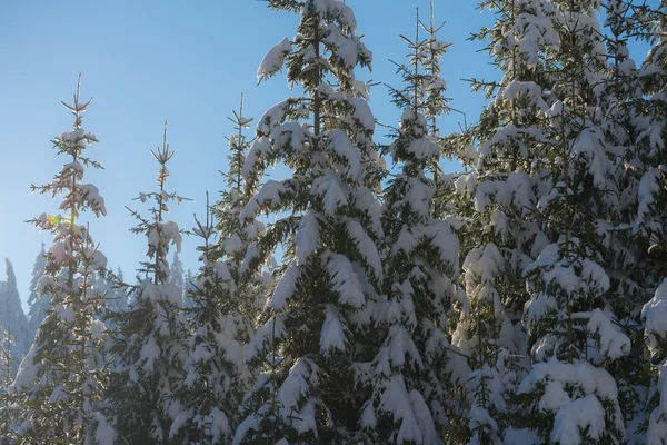 Pijnbomen bos achtergrond bedekt met verse sneeuw — Stockfoto