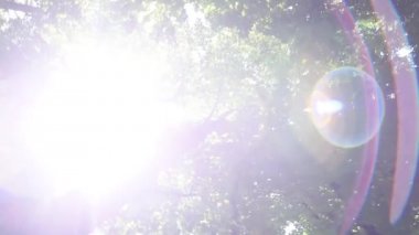 güneş patlaması ile ağaç üst