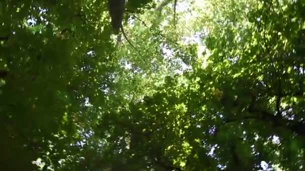 Верхушка дерева с солнечной вспышкой — стоковое видео