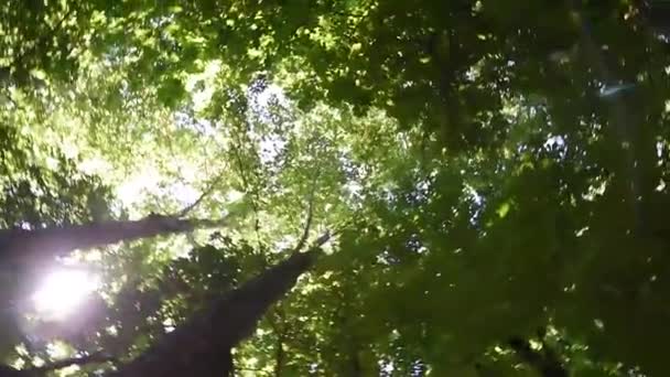 Tree top with sun flare — Stock Video