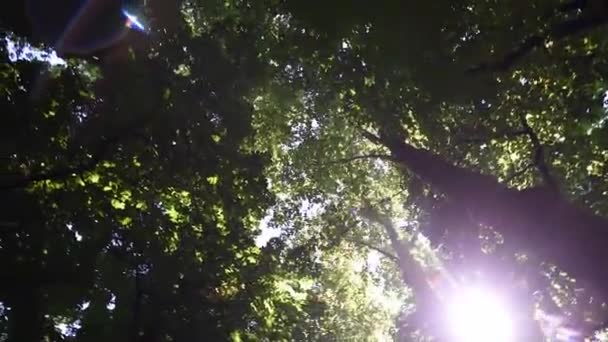 sommet de l'arbre avec éruption solaire 