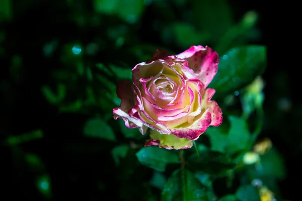 장미 정원에서 꽃 — 스톡 사진