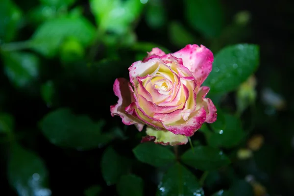 Růže kvetou v zahradě — Stock fotografie