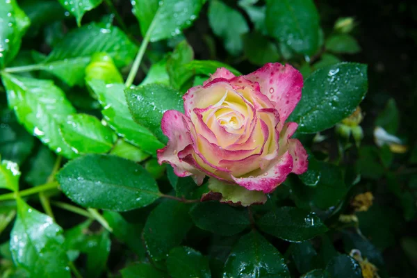 Rose blomma i trädgården — Stockfoto