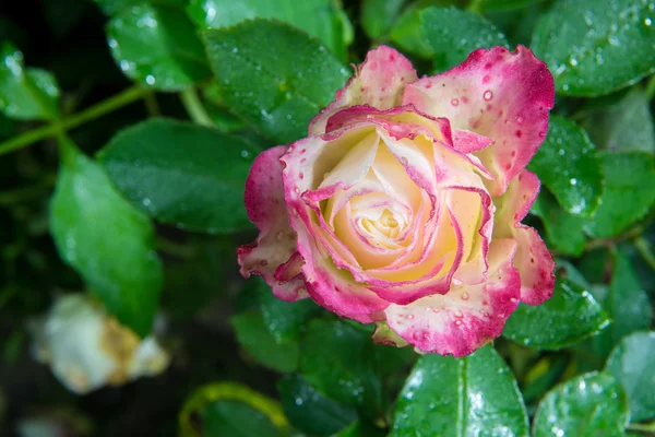 Rose blomma i trädgården — Stockfoto