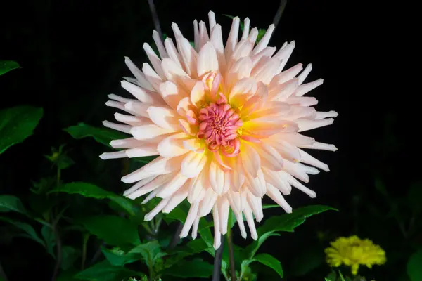 Красивый цветок георгины — стоковое фото
